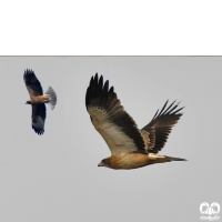 گونه عقاب پر پا Booted Eagle 